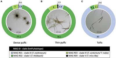 Metagenomes of Red Sea Subpopulations Challenge the Use of Marker Genes and Morphology to Assess Trichodesmium Diversity